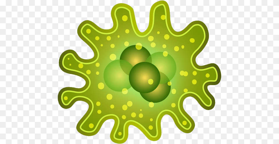 Bacteria, Food, Nut, Plant, Produce Free Png Download