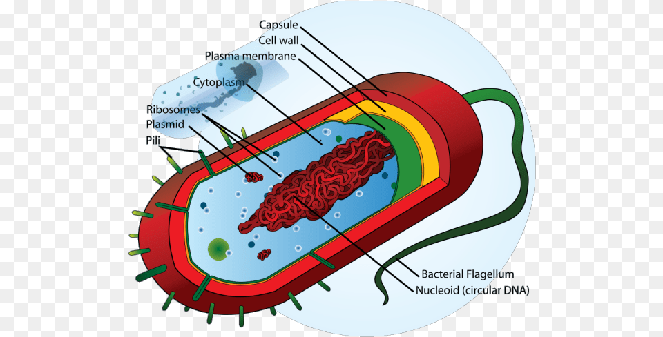 Bacteria Cell Icons Prokaryotic Cell Diagram, Dynamite, Weapon Png Image