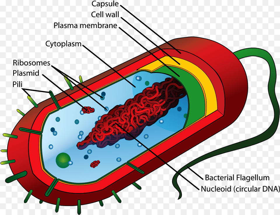 Bacteria Cell Structure, Dynamite, Weapon Png Image