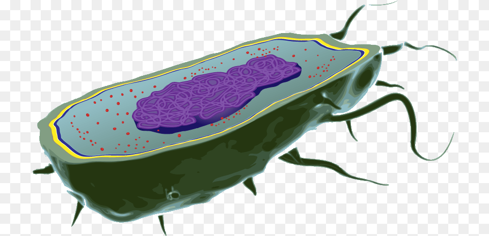 Bacteria Cell Background, Animal, Fish, Sea Life, Shark Free Transparent Png
