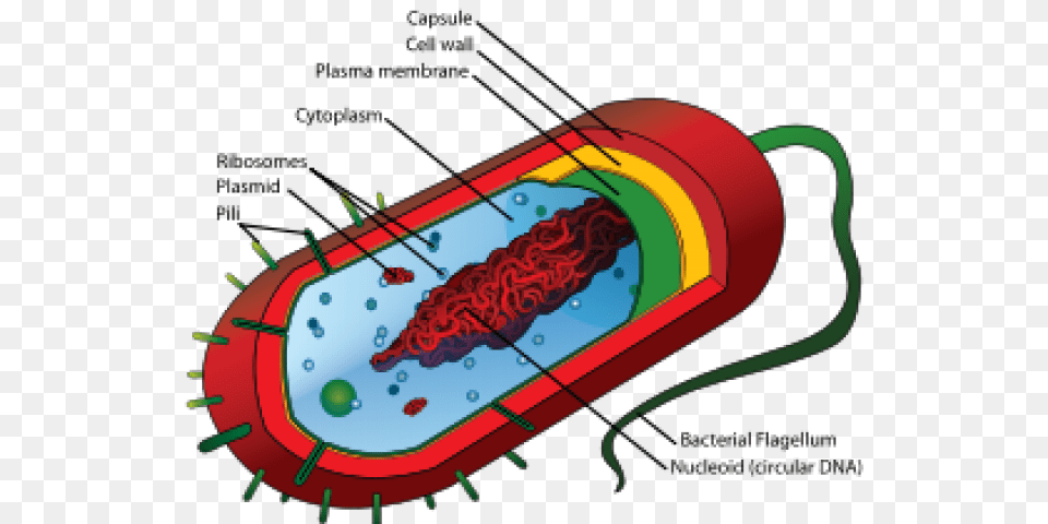 Bacteria Clipart, Dynamite, Weapon, Computer Hardware, Electronics Png