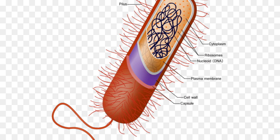 Bacteria Clipart Prokaryotic Cell, Tape, Weapon, Dynamite Free Png Download