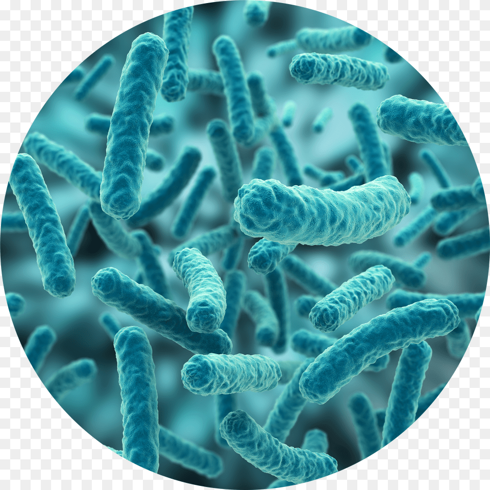 Bacteria Hd Bacteria Free Png Download