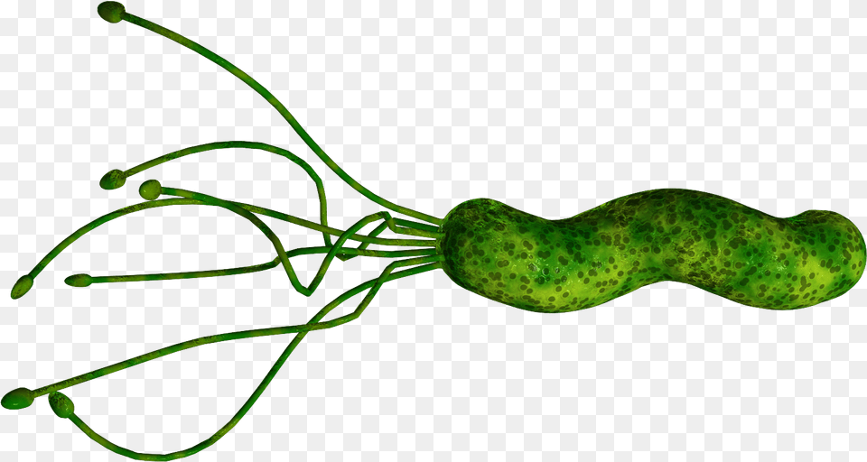 Bacteria Helicobacter Bug, Algae, Plant, Invertebrate, Insect Png Image