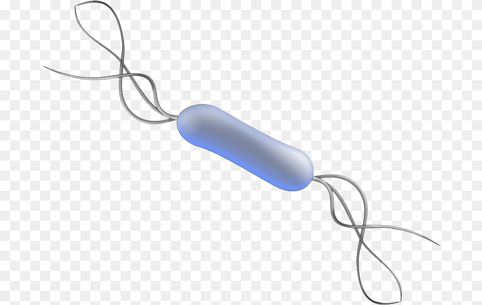 Bacteria High Quality Listeria Png Image