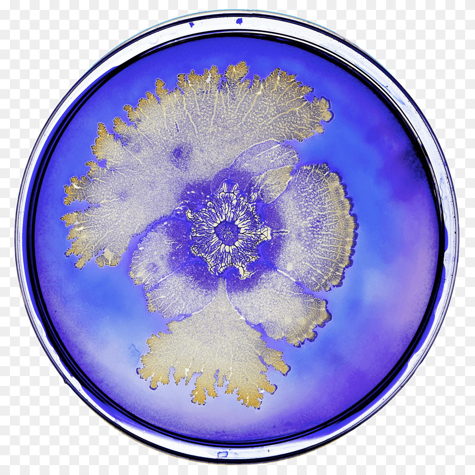 Bacteria In Petri Dish, Plate, Astronomy, Outer Space, Sphere Png Image