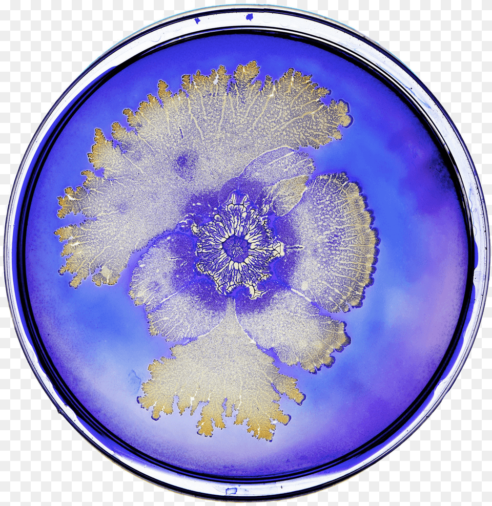 Bacteria In Petri Dish Transparent Bacteria, Plate, Pattern, Accessories, Astronomy Free Png