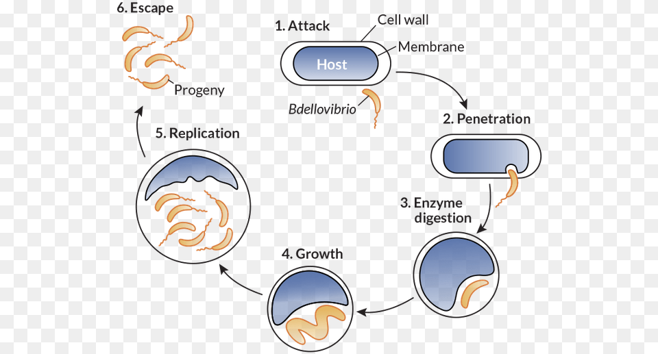 Bacteria Inline Life Cycle Of Bdellovibrio Bacteriovorus, Electronics, Hardware Free Transparent Png