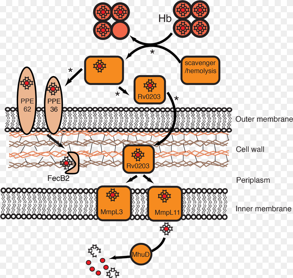 Bacteria Inner Membrane Ferric Uptake, Scoreboard, Nature, Outdoors Png