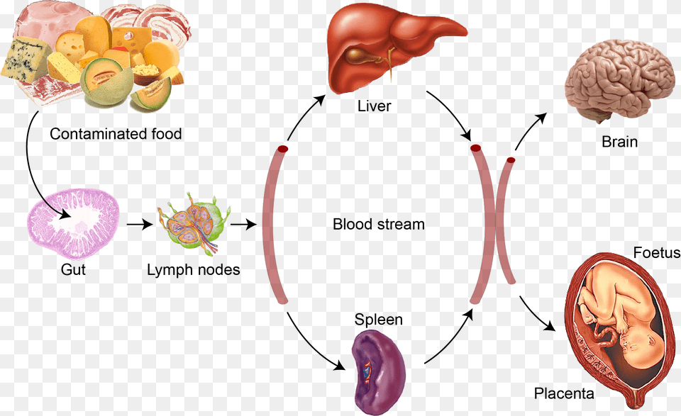 Bacteria Listeria Listeria Monocytogenes Food, Baby, Person Png