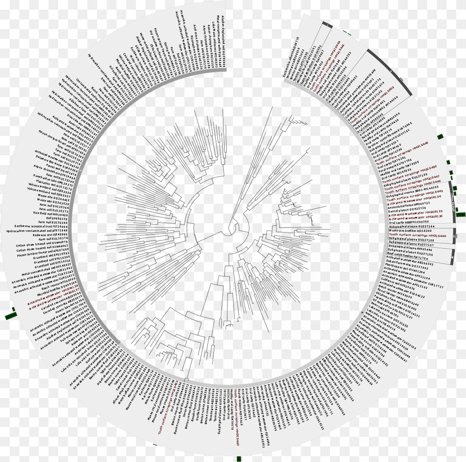 Bacteria Phylogenetic Treesvg Wikimedia Commons Bacteria Phylogenetic Tree, Sundial, Disk Free Png Download