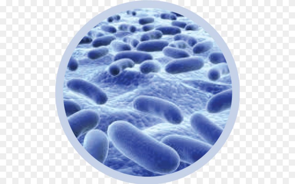 Bacteria Transparent Bacteria Round, Sphere, Disk, Ice Png