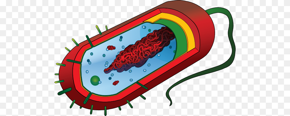 Bacterial Cell No Labels Clip Art For Web, Dynamite, Weapon Free Png