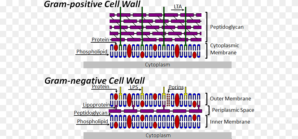 Bacterial Cell Wall Structure Stages Of Bacterial Cell Wall Synthesis, Scoreboard Png