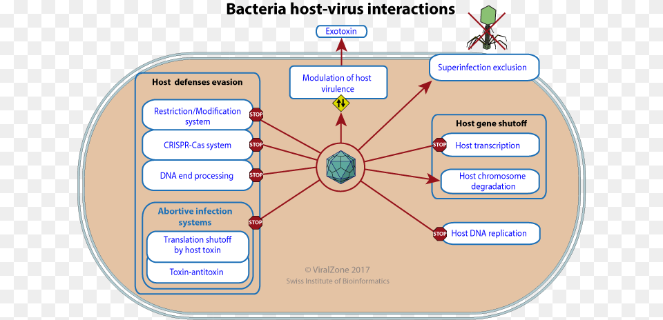 Bacterial Defense Against Viruses, Diagram, Uml Diagram, Disk Png Image