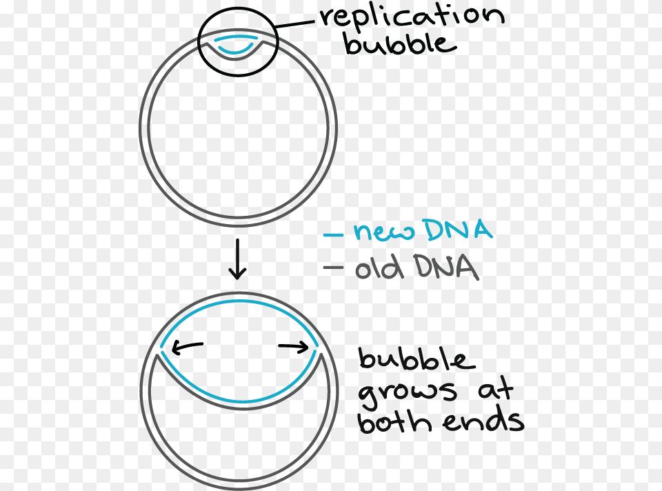 Bacterial Dna Replication Png