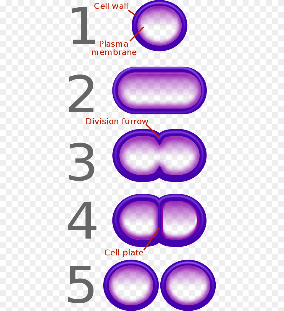 Bacterial Fission Simple Binary Fission Diagram, Light, Purple, Neon, Text Free Transparent Png