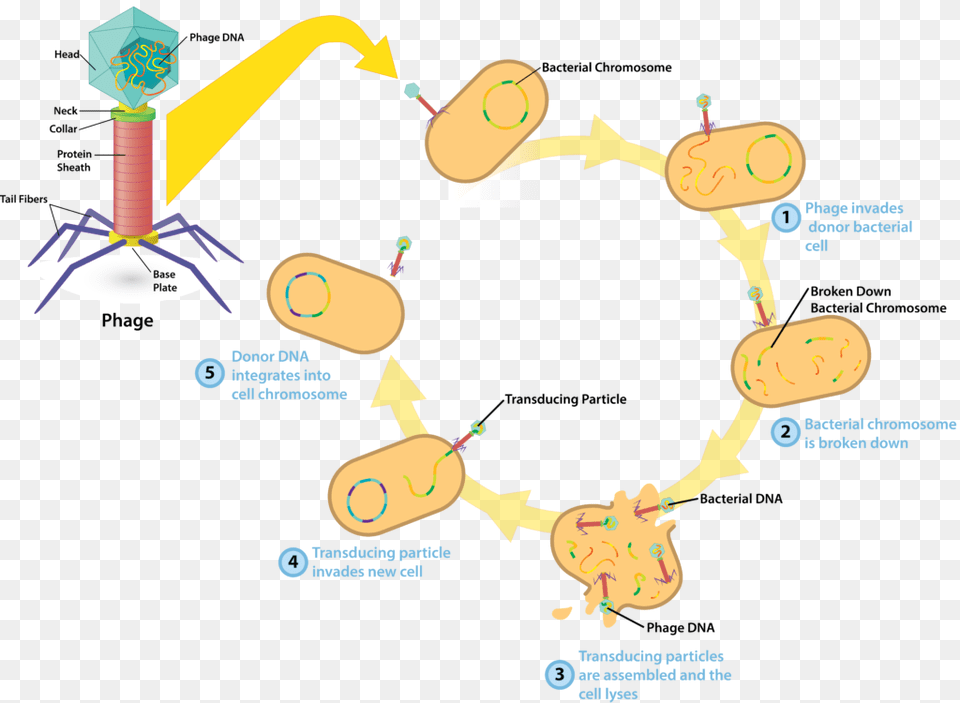 Bacteriophage V4 Transduction Of Bacterial Cells, Face, Head, Person, Outdoors Png Image