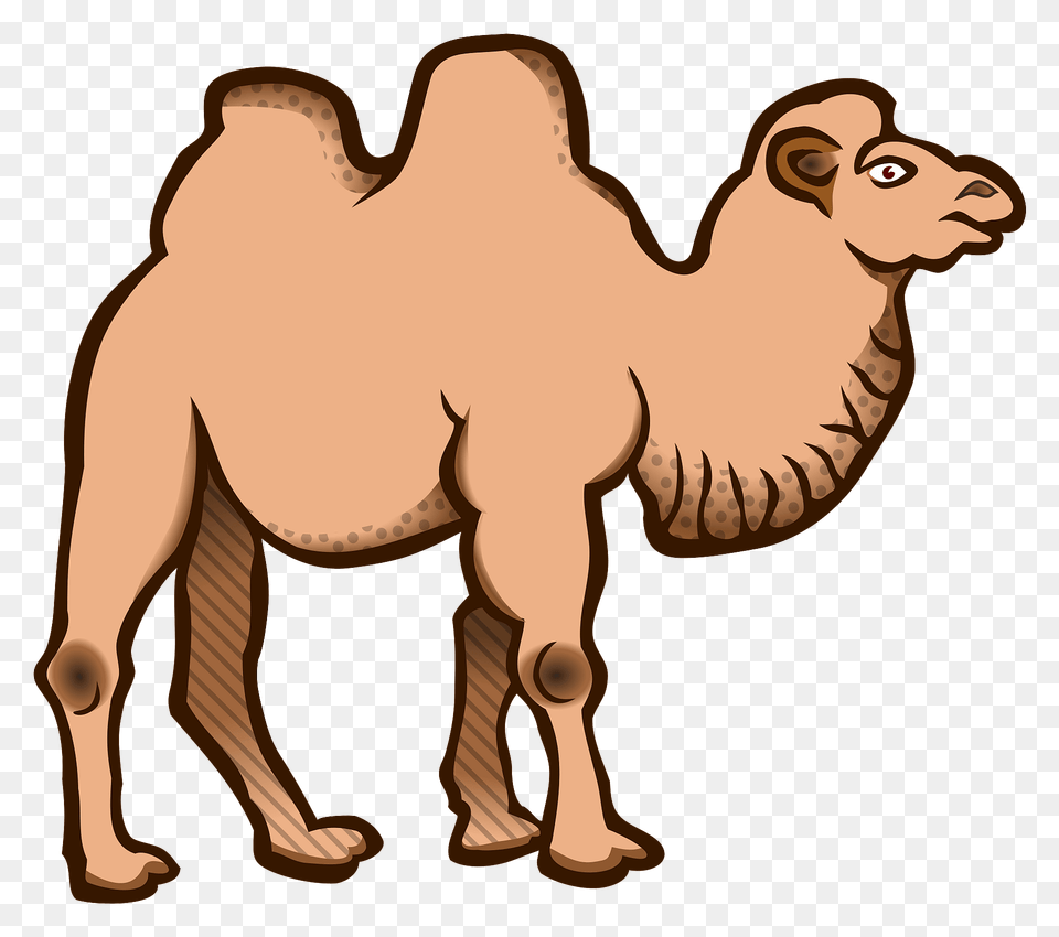 Bactrian Camel Clipart, Animal, Mammal, Kangaroo Free Png