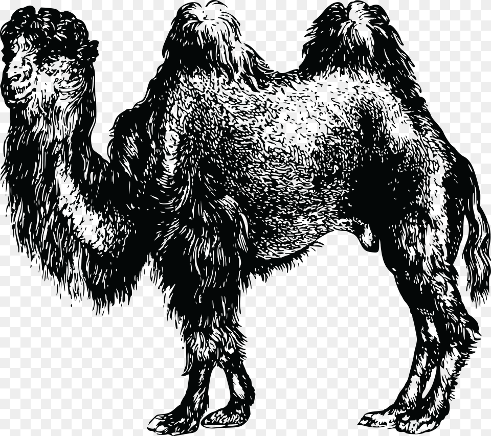 Bactrian Camel Camel, Animal, Mammal, Person Free Png Download