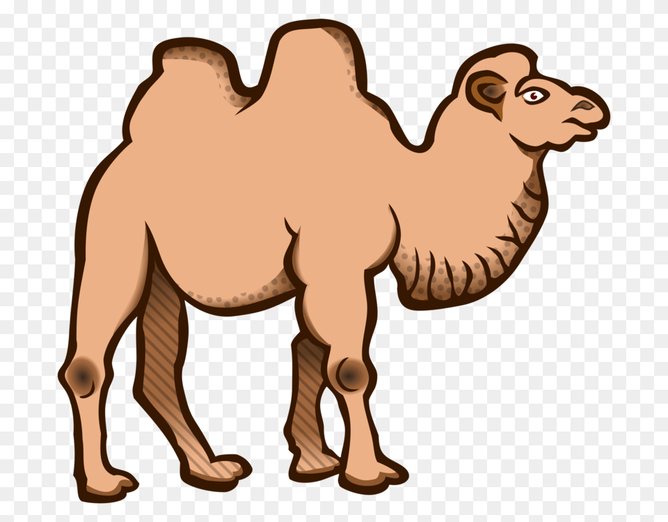 Bactrian Camel Dromedary Cartoon Download Drawing, Animal, Mammal, Kangaroo Free Png