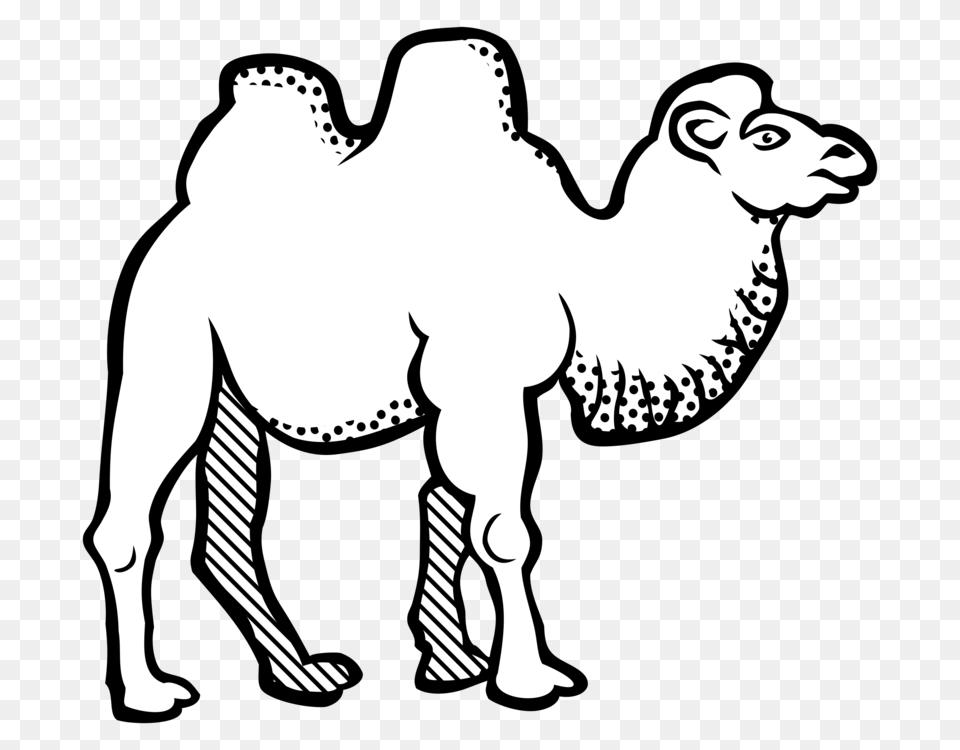 Bactrian Camel Line Art Drawing Black And White Coloring Book Animal, Mammal Free Png Download