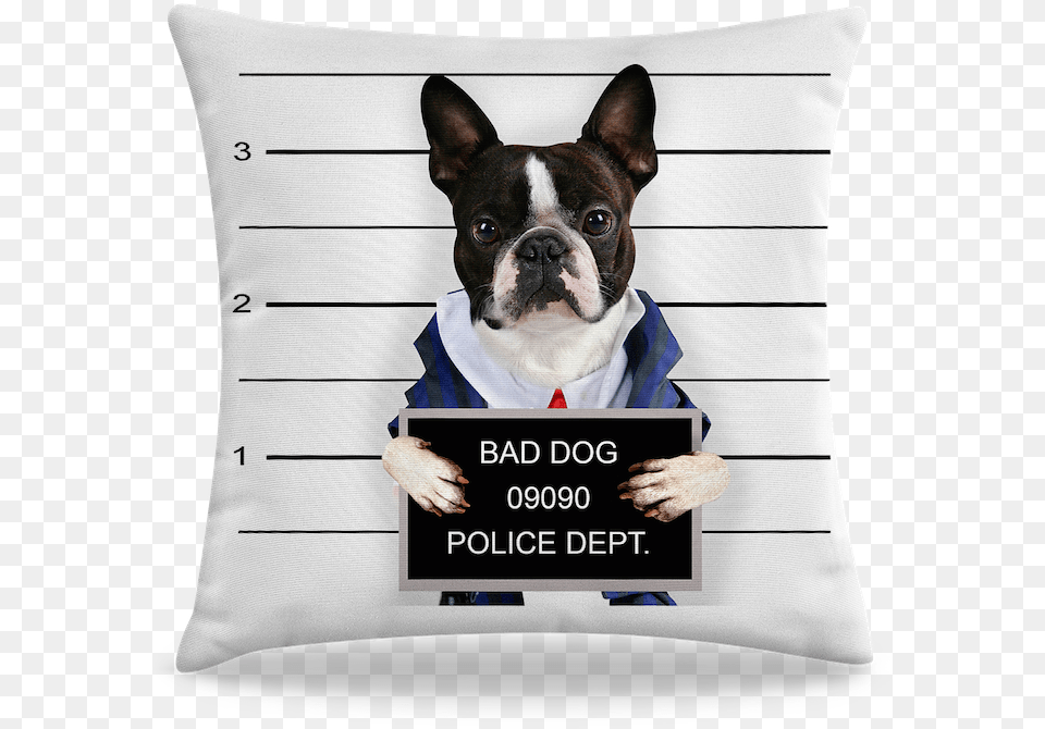 Bad Dog Boston Terrier, Home Decor, Cushion, Animal, Mammal Free Png Download