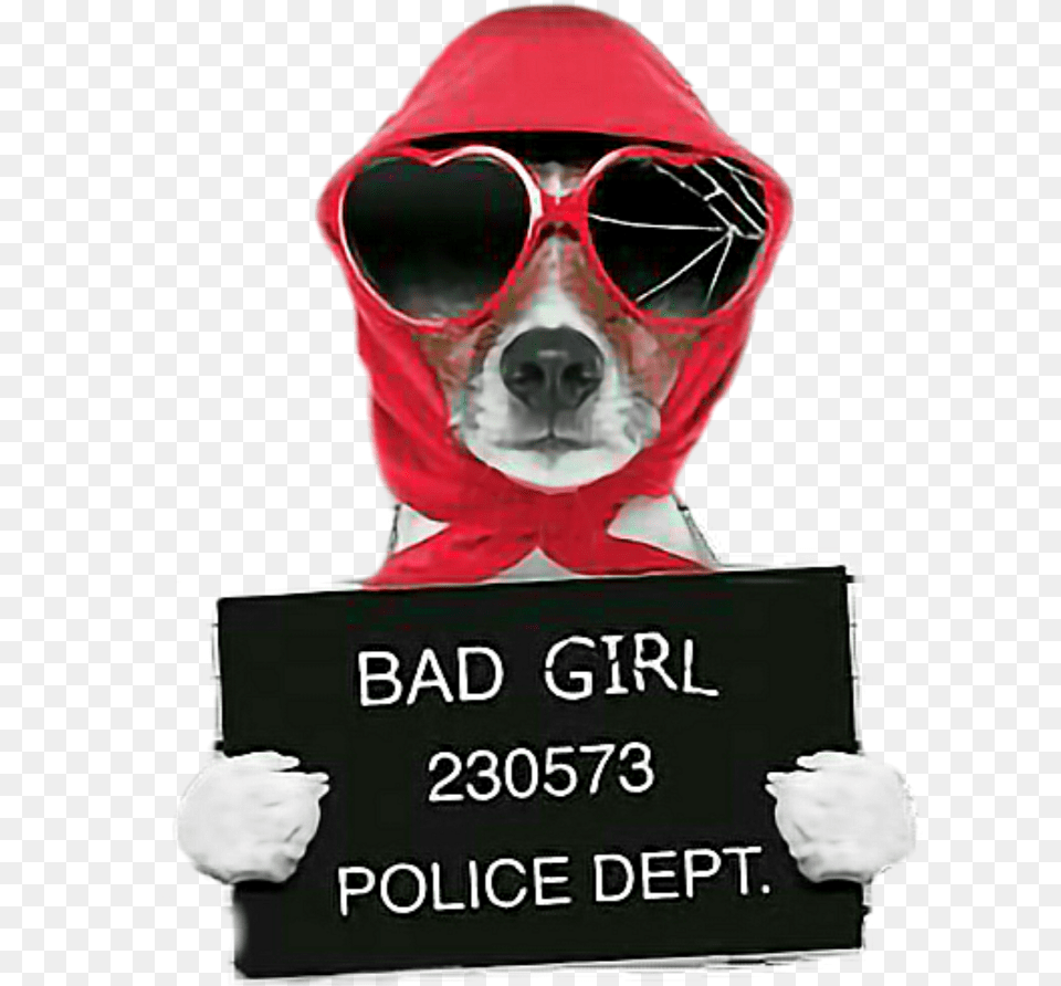Bad Girl Download Bad Girl Jack Russell, Hood, Clothing, Coat, Accessories Free Transparent Png