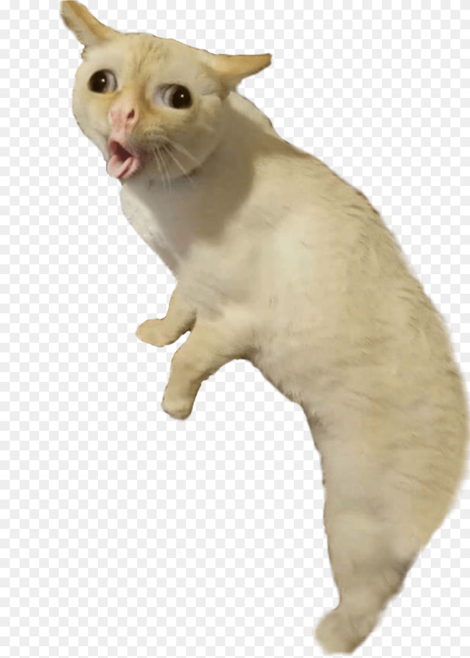 Bad Taxidermy Coughing Cat Full Freetoedit, Animal, Mammal, Pet, Siamese Png Image
