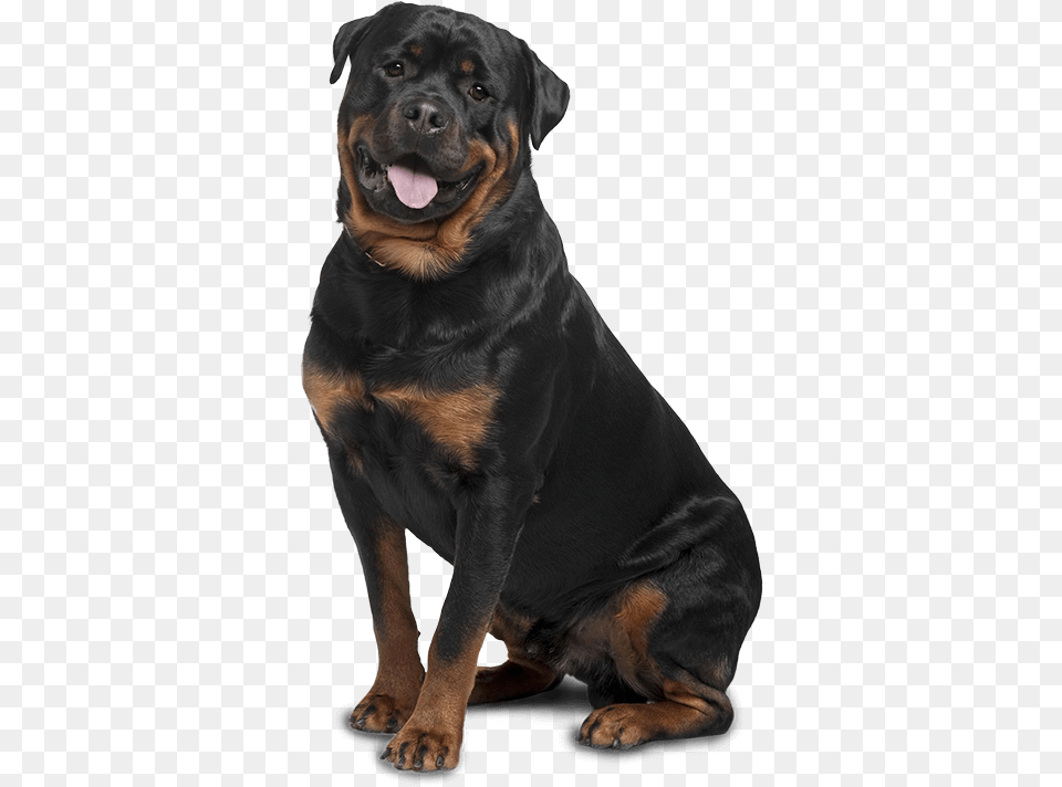 Bad To The Bone Or Misunderstood Stock Rottweiler Smart Owner39s Guide, Animal, Canine, Dog, Mammal Free Png