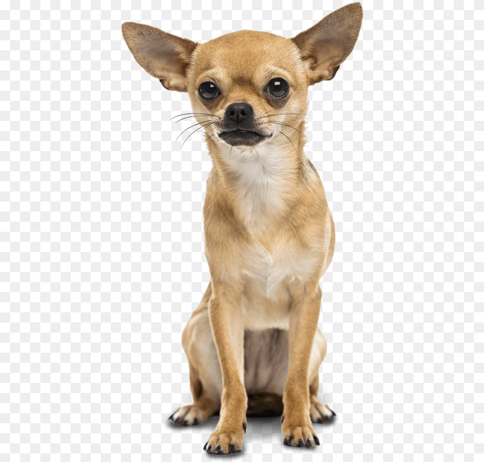 Bad To The Bone Or Misunderstood Graphic Black And Chihuahua, Animal, Canine, Dog, Mammal Free Png Download