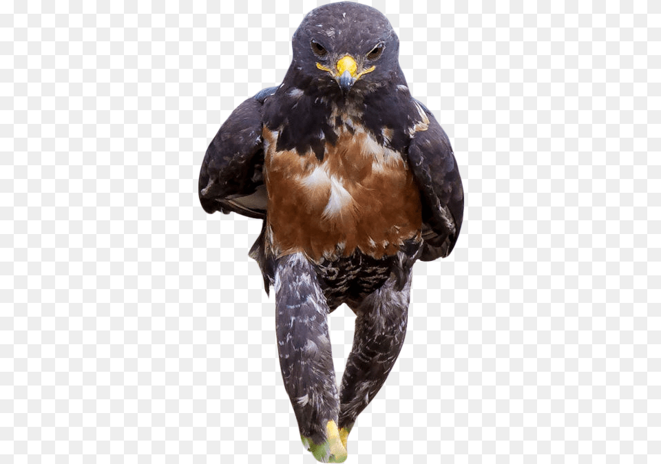 Badass Hawk, Animal, Bird, Buzzard, Accipiter Free Png