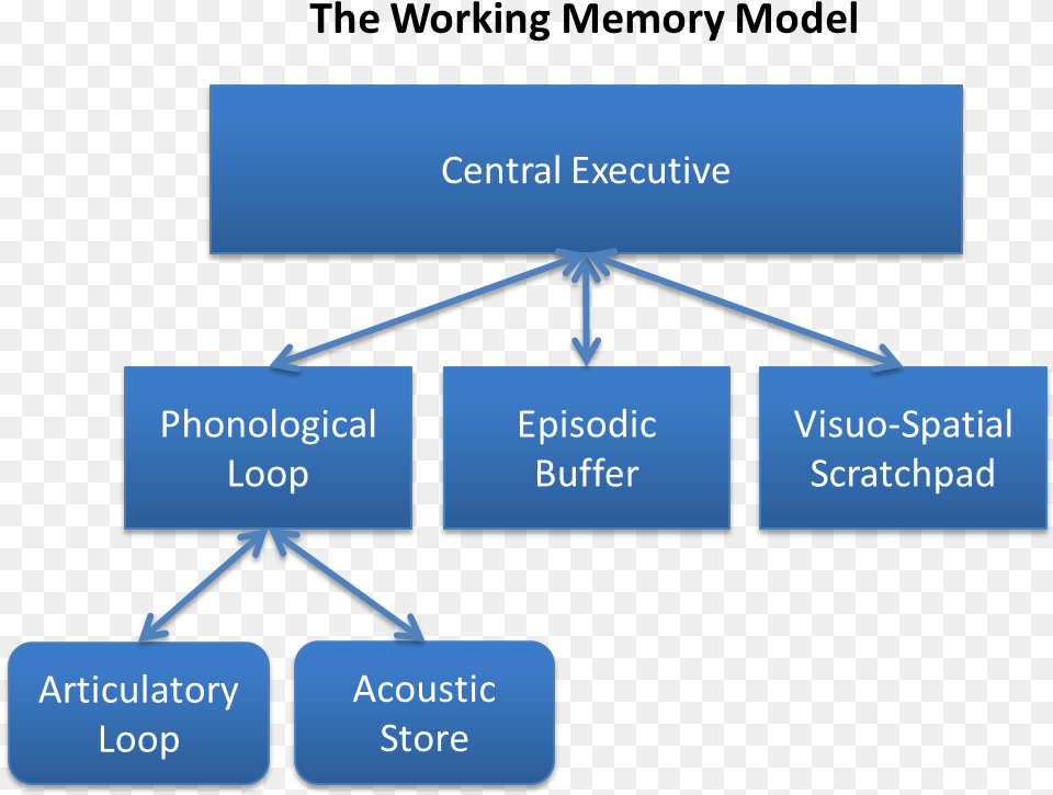Baddeley And Hitch S Working Memory Model Baddeley Hitch Model Of Working Memory, Diagram, Uml Diagram, Text Free Png Download