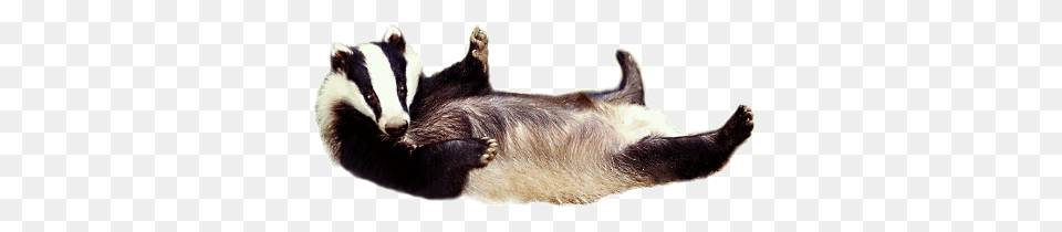 Badger, Animal, Wildlife, Mammal, Canine Png