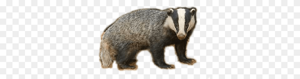 Badger, Animal, Mammal, Rat, Rodent Png Image