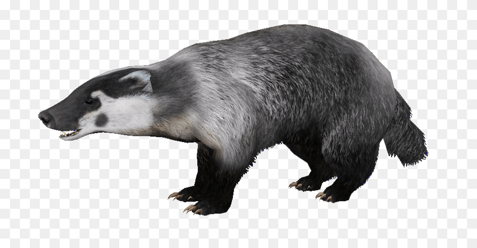 Badger, Animal, Bear, Mammal, Wildlife Png Image
