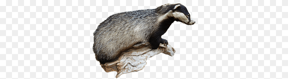 Badger, Animal, Mammal, Wildlife, Kangaroo Free Png Download