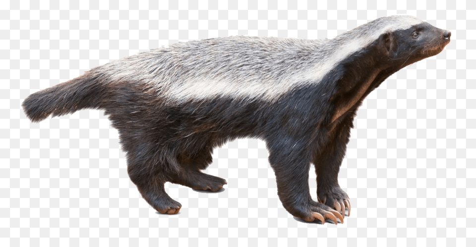 Badger, Animal, Mammal, Wildlife, Bear Png Image
