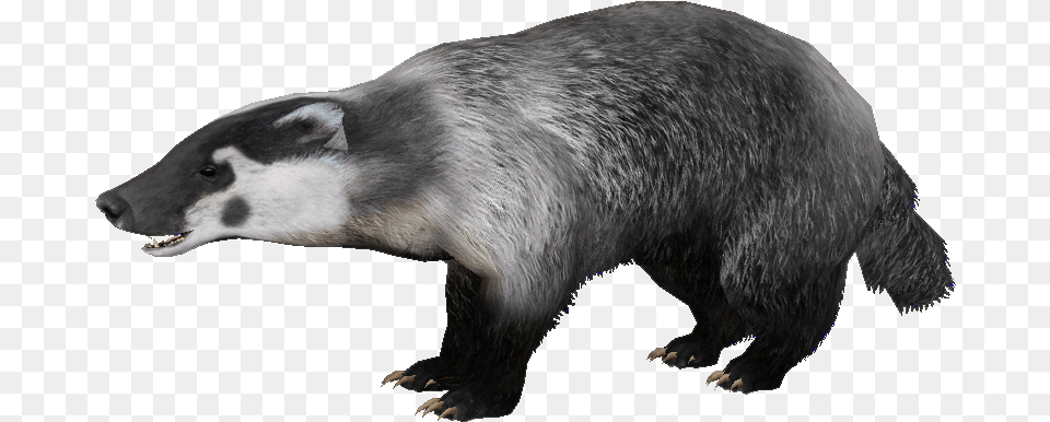 Badger Badger, Animal, Bear, Mammal, Wildlife Free Png