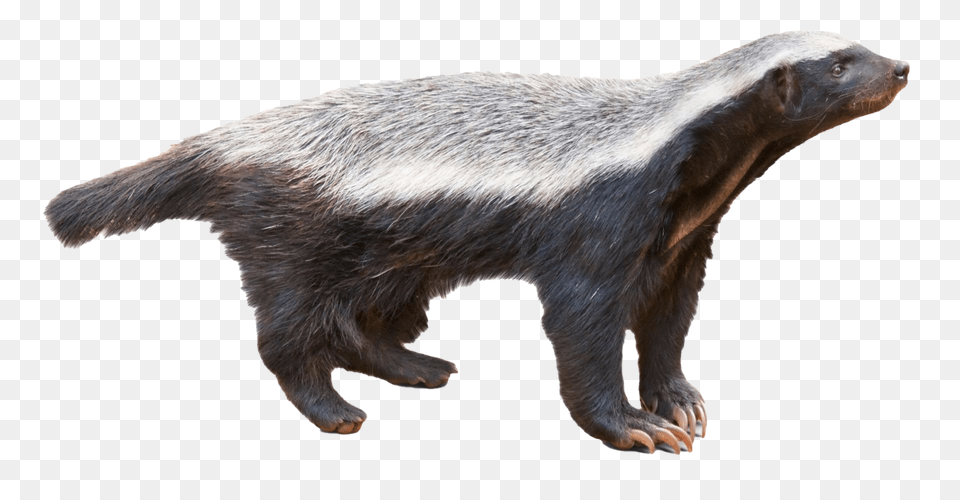 Badger Honey Badger, Animal, Mammal, Rat, Rodent Png Image
