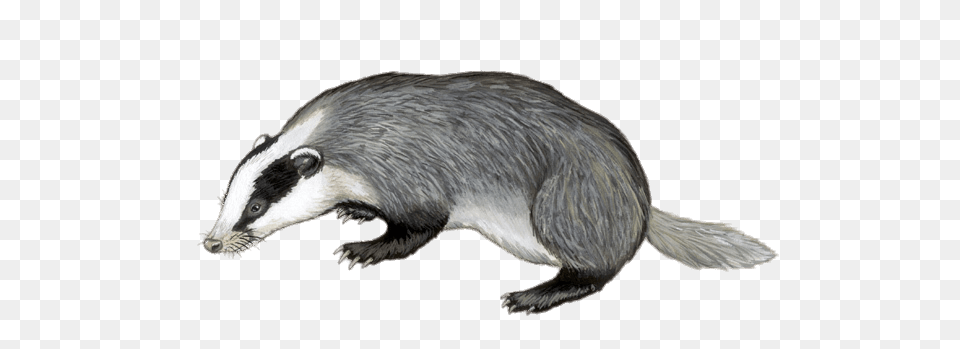 Badger Illustration, Animal, Mammal, Wildlife, Bird Png Image