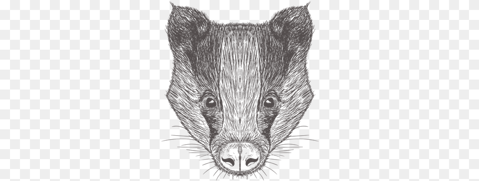 Badger Illustration Tasmanian Devil, Person, Animal, Pig, Mammal Png