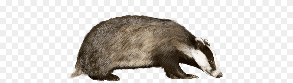 Badger Looking To The Right, Animal, Mammal, Wildlife, Rat Free Png Download