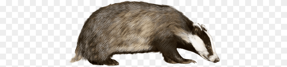 Badger Uk Badger, Animal, Mammal, Wildlife, Rat Free Transparent Png