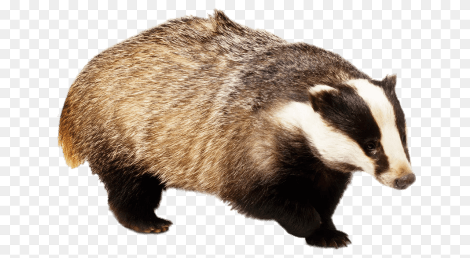 Badger With Front Paw Up, Animal, Bear, Mammal, Wildlife Free Png Download