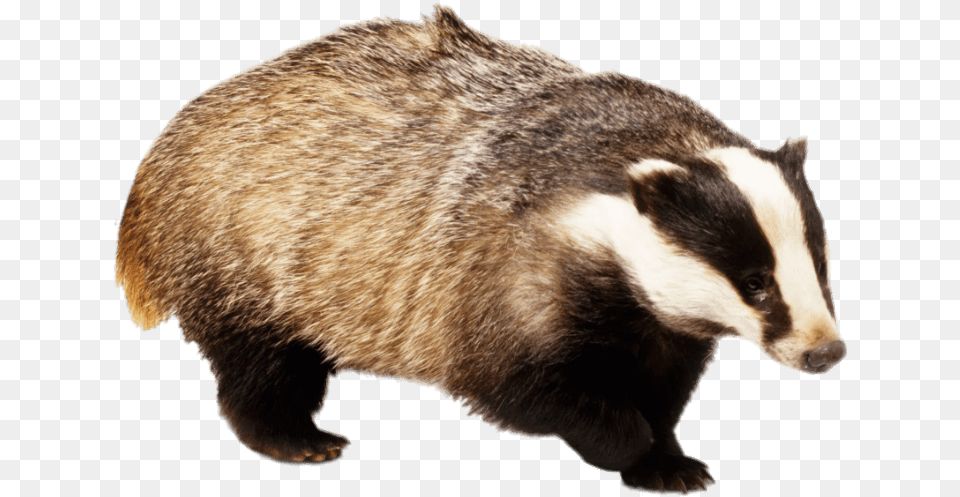 Badger With Front Paw Up Badgers, Animal, Bear, Mammal, Wildlife Free Png Download