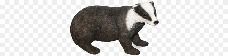 Badgers Transparent Images Badgers, Animal, Mammal, Wildlife, Bear Free Png Download