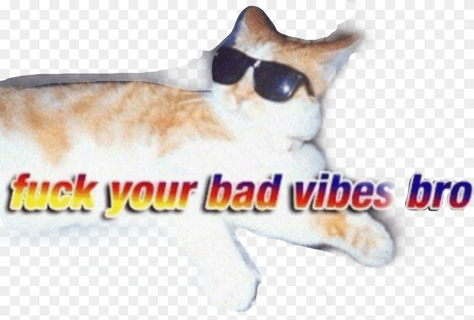Badvibes Badvibesforever Cat Sunglasses Meme Funny Fuck You Bad Vibes Bro, Accessories, Person, Animal, Face Free Png