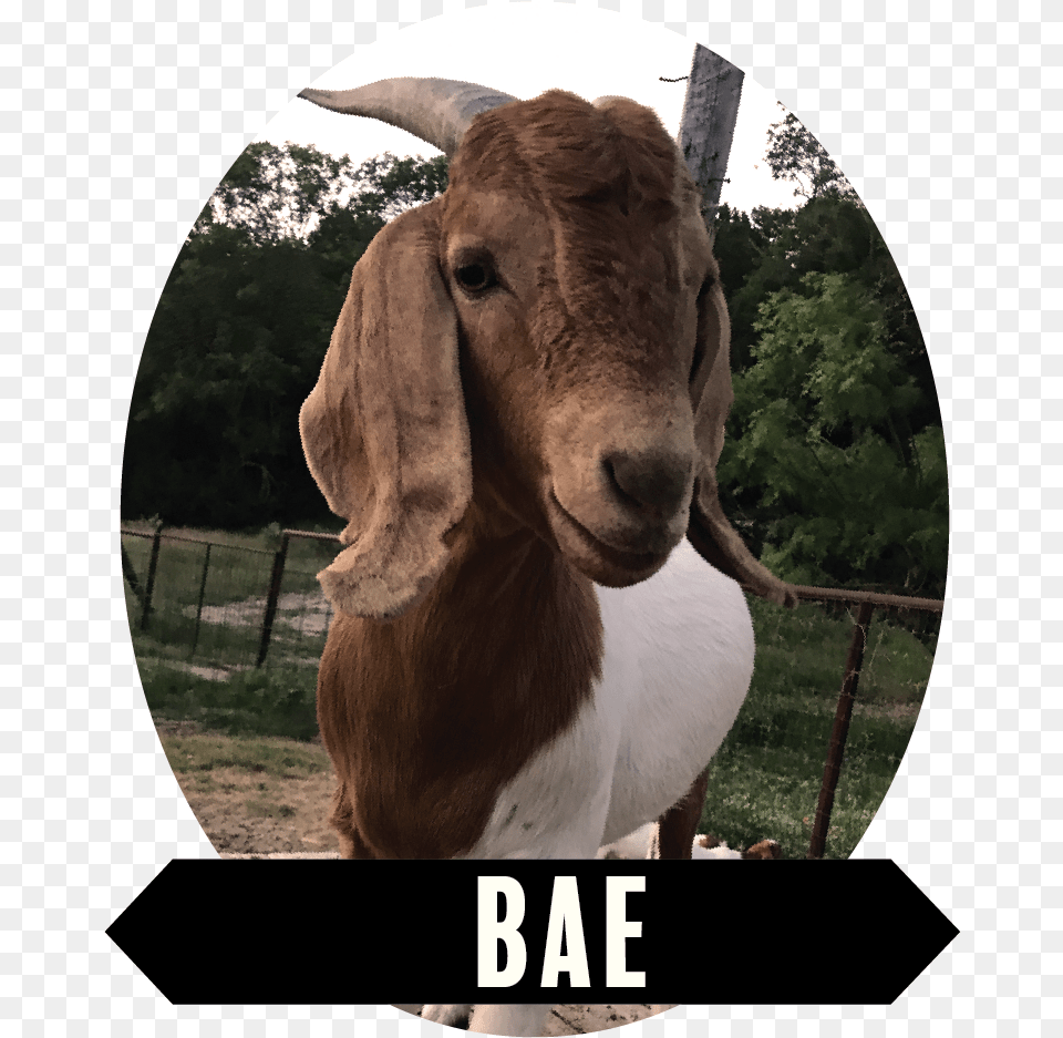 Bae 01 Goat, Livestock, Animal, Mammal, Cattle Free Transparent Png