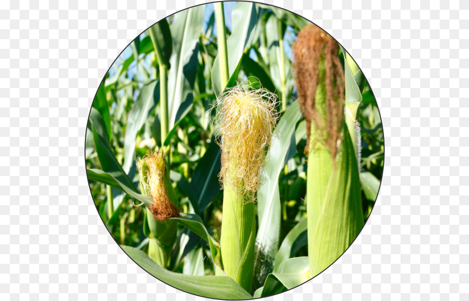 Bahubali, Plant, Corn, Food, Grain Free Png Download